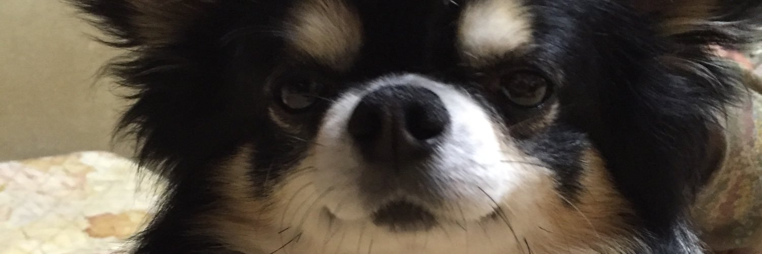 syosyo16's profile banner image