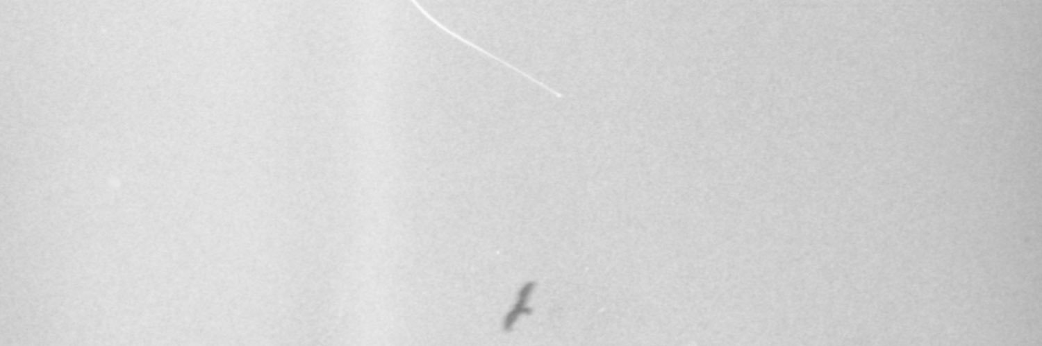 entre fechaduras e rinocerontes banner