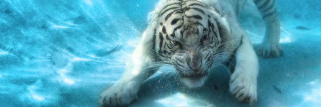 CyNewman1's profile banner image