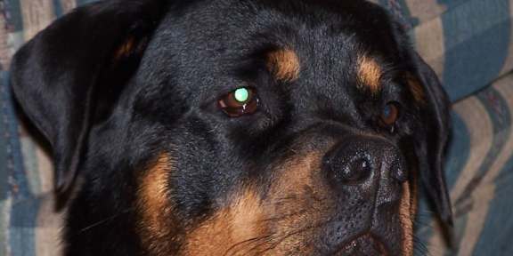 John Crumlish banner