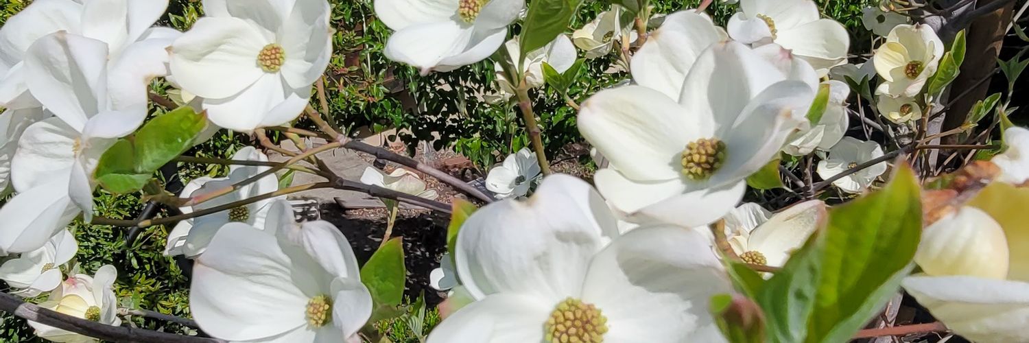 stealthanie's profile banner image