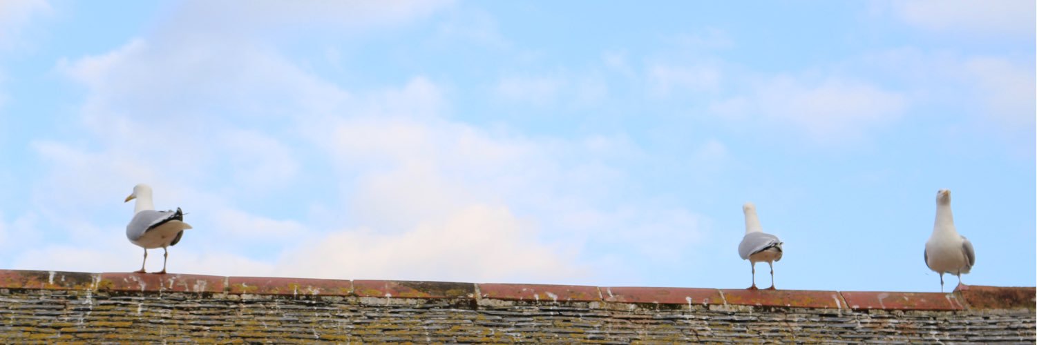 AlessiaMatuozzo's profile banner image