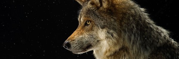 TinySecEx Profile Banner