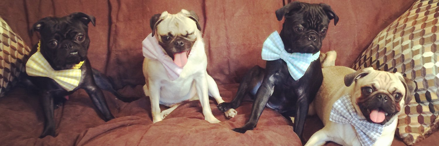 vinnie_the_pug's profile banner image