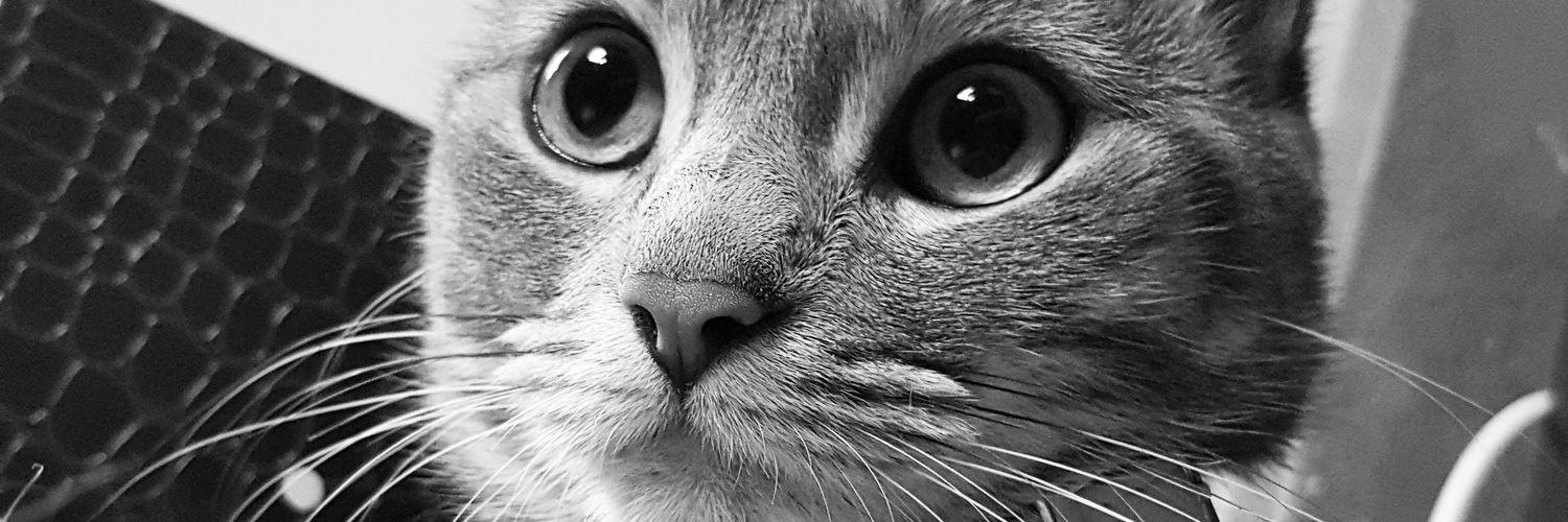 l_Mely_l's profile banner image