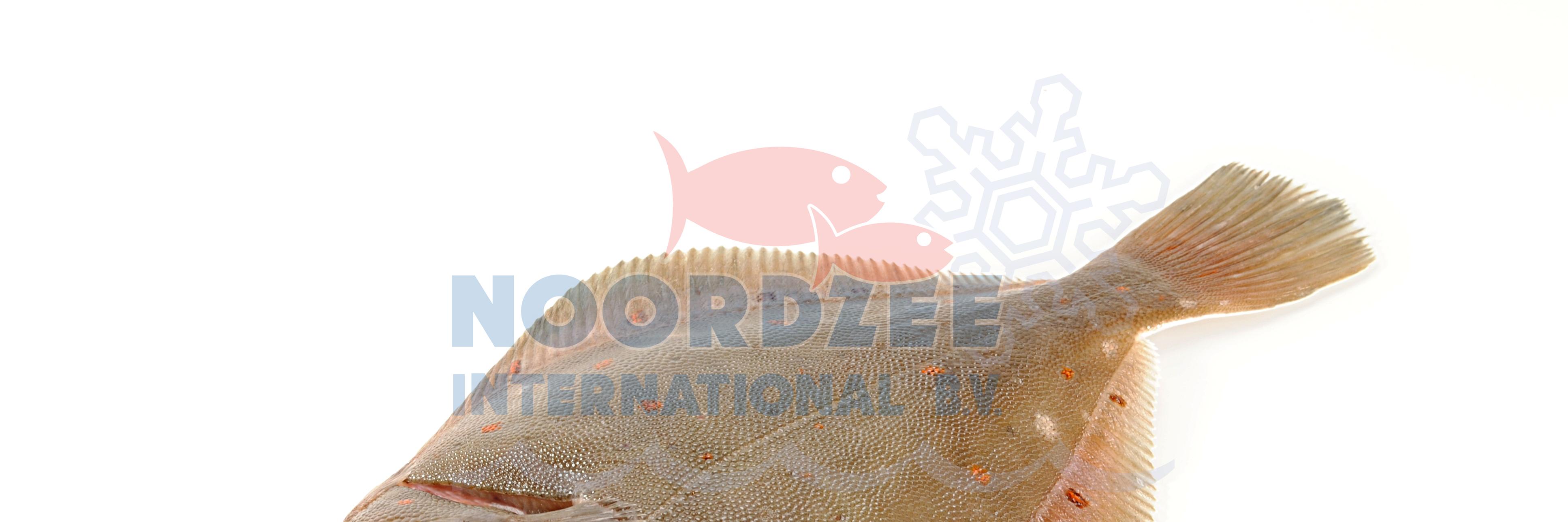 noordzeeinter's profile banner image