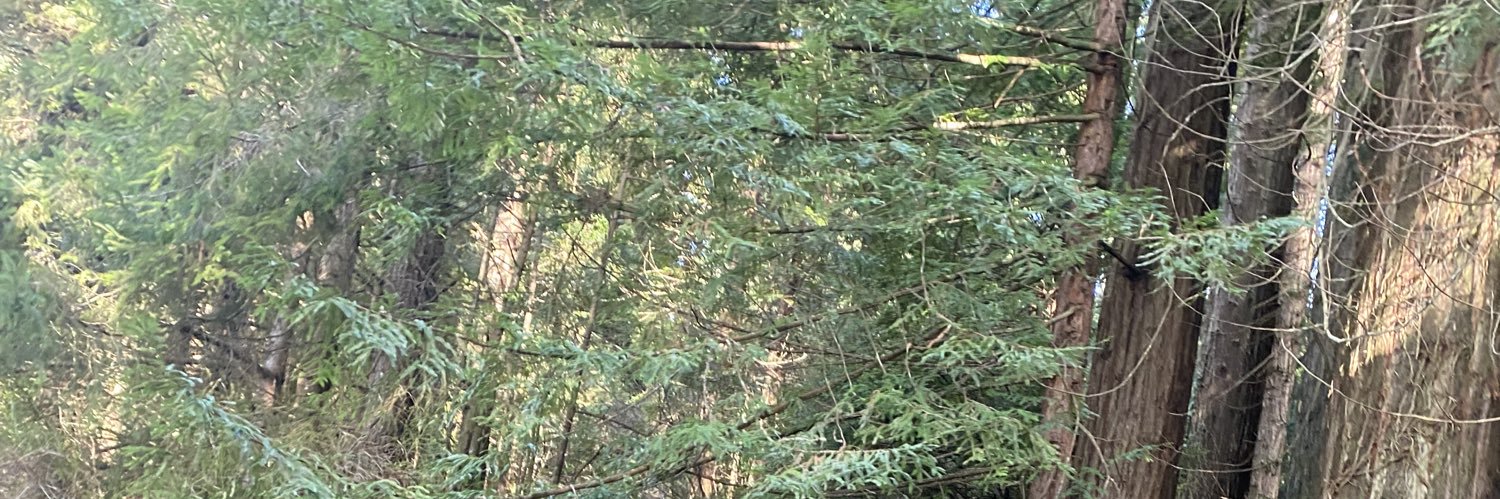 sleepingwood's profile banner image