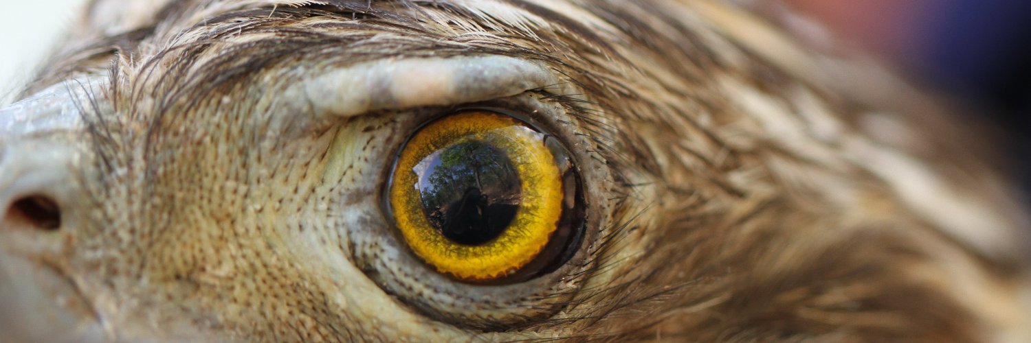 Chris MacColl banner