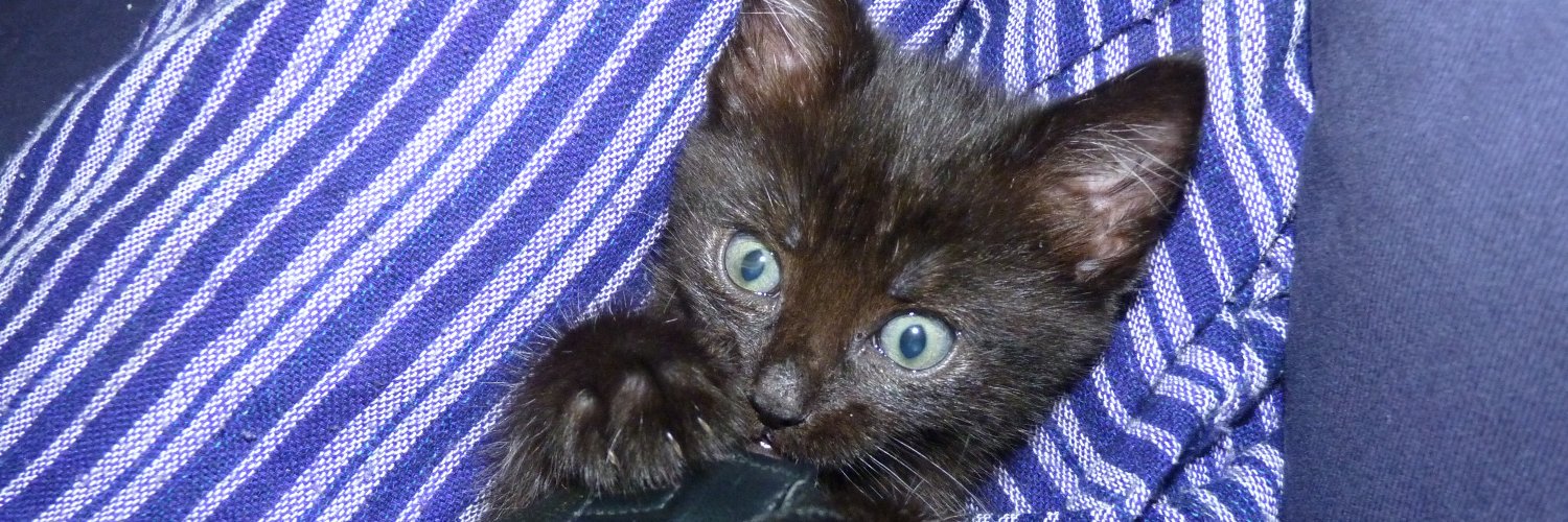howmanycats's profile banner image