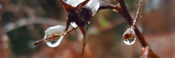 nigenet Profile Banner