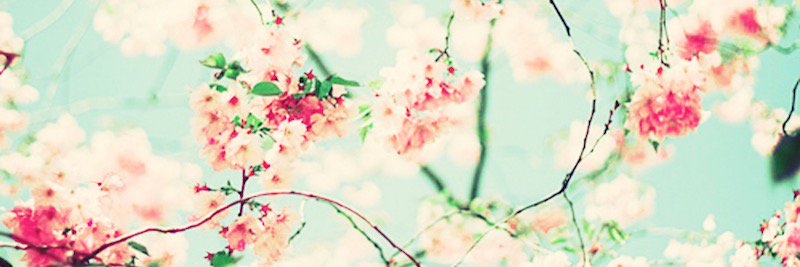 sukisury's profile banner image