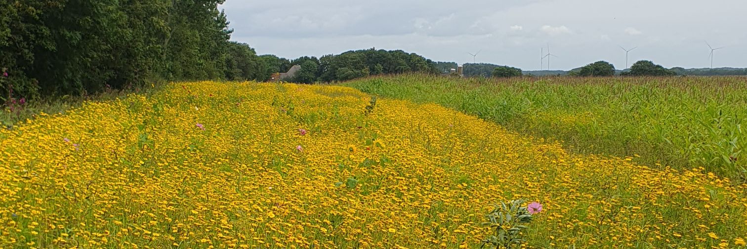 kees_wilhelm's profile banner image