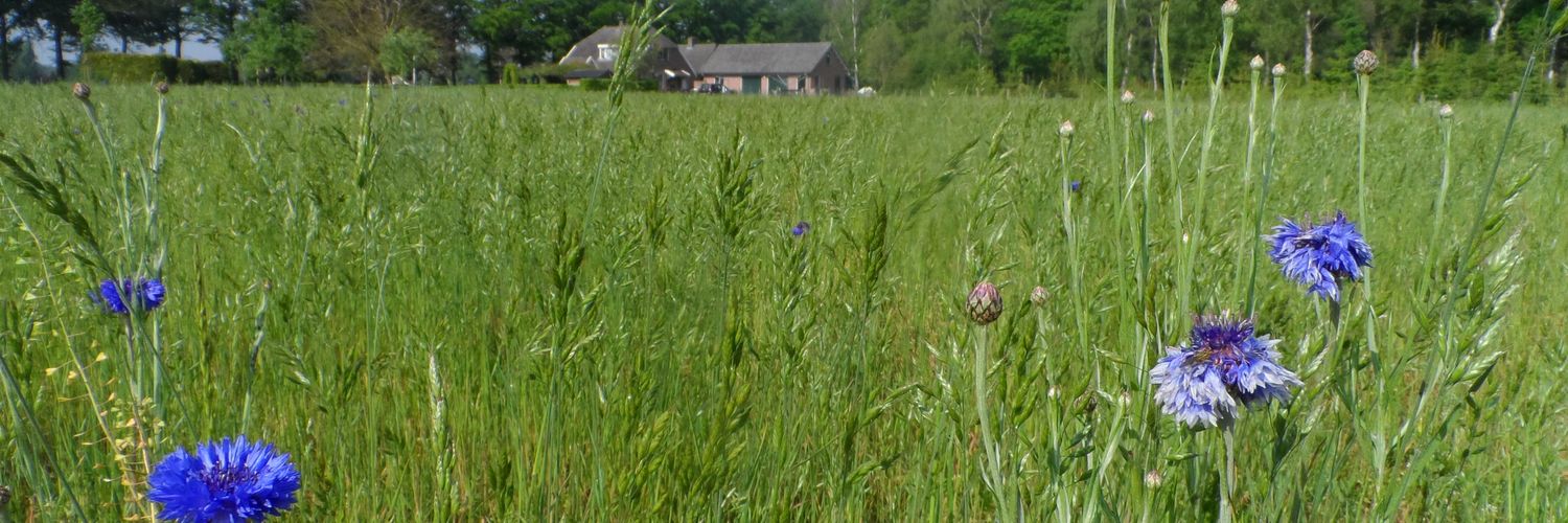 Dieks's profile banner image
