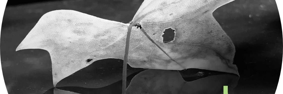 Being Graced Daily Devotions banner