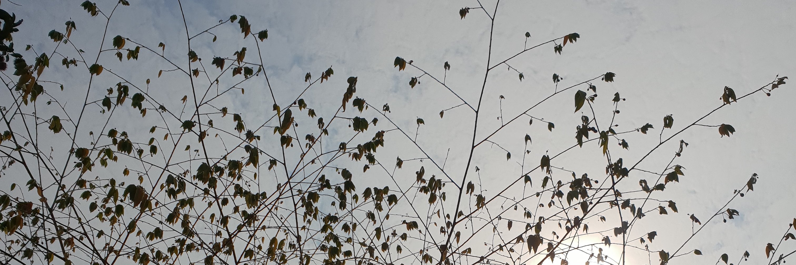 elizabethnlr_'s profile banner image