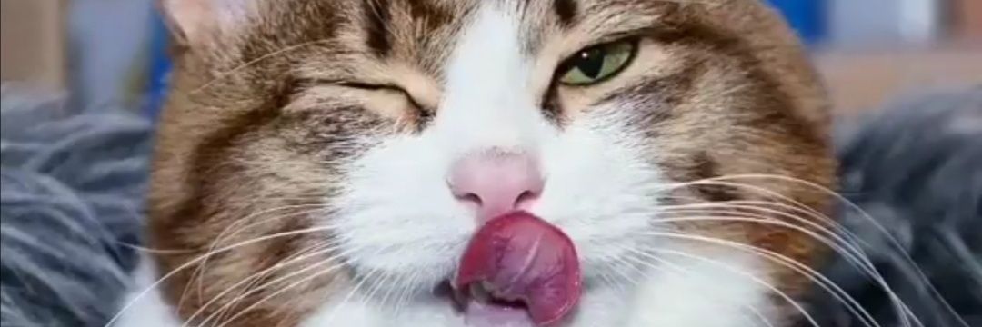 melsagnen's profile banner image
