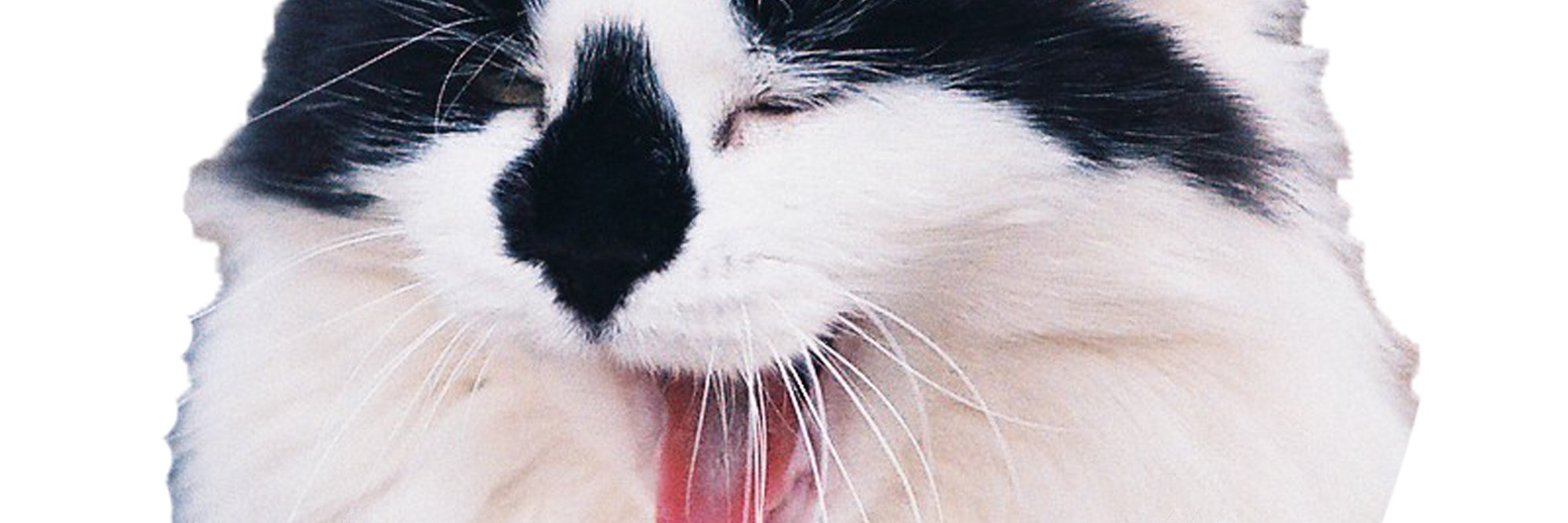 dibbleskarr's profile banner image