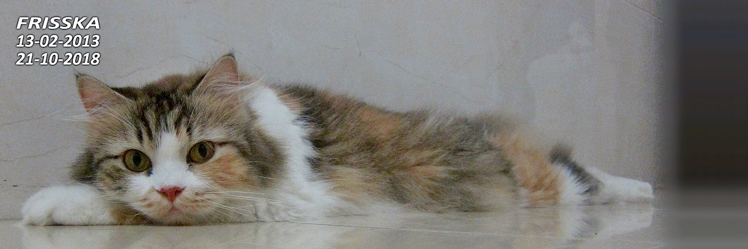 sirajko's profile banner image