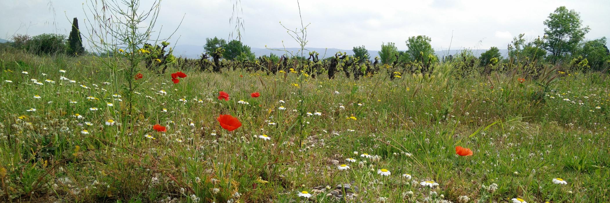 marionesquerre's profile banner image