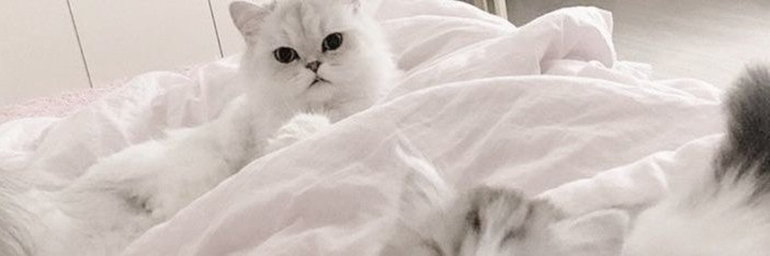 KiiittyClub's profile banner image