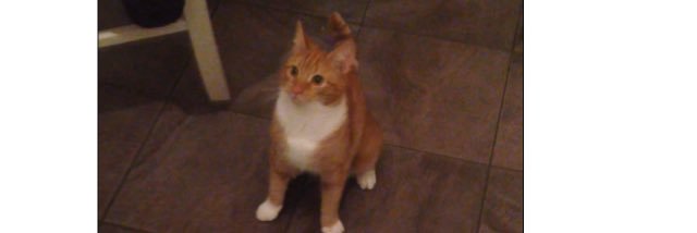 alikitty24's profile banner image