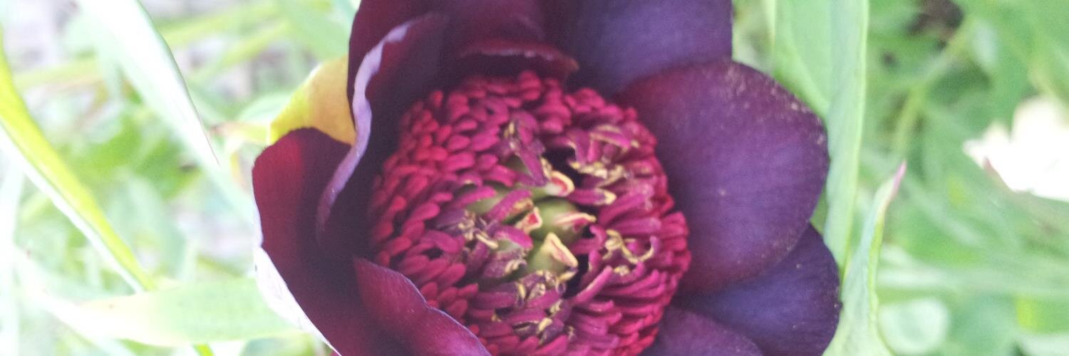 Pineview Plants banner