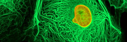 Michael G King Jr banner