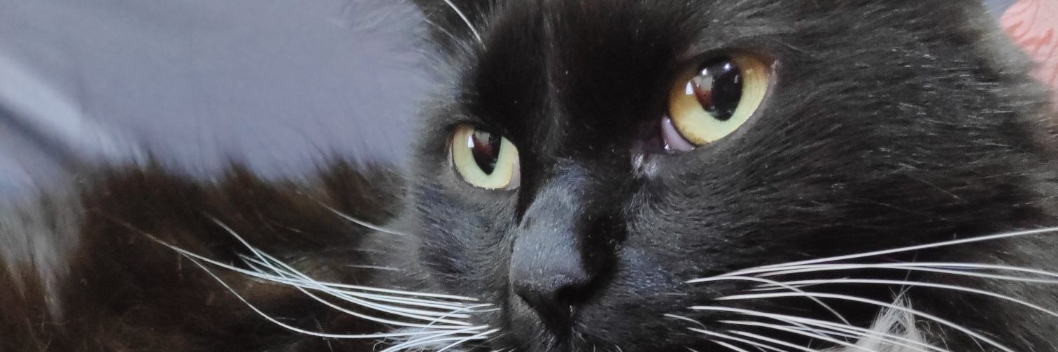 unavinci's profile banner image