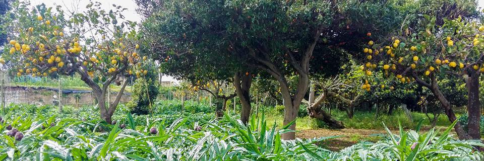 VivereProcida's profile banner image