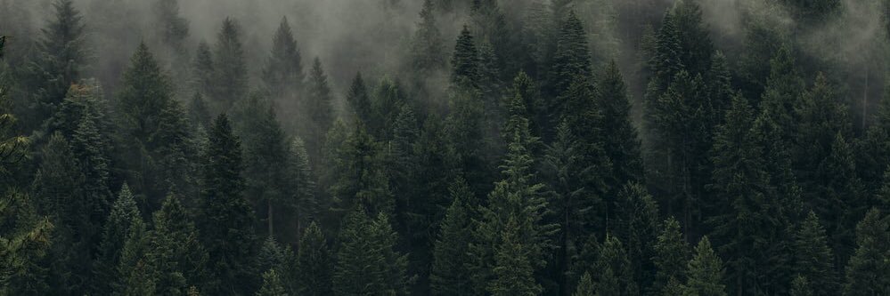Lilly_425's profile banner image