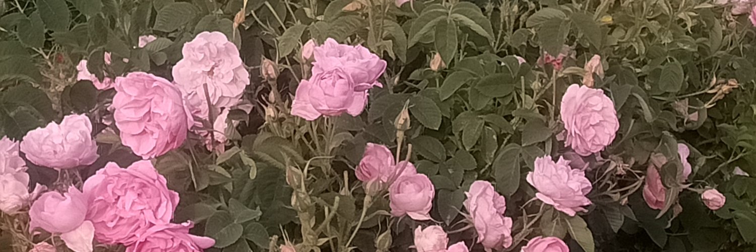 ahbaplar's profile banner image