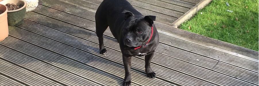 Cameron Stuart banner