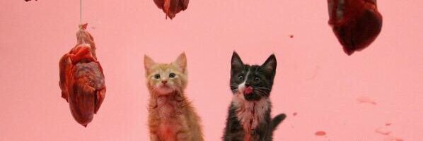 ToryTwinkleToes's profile banner image