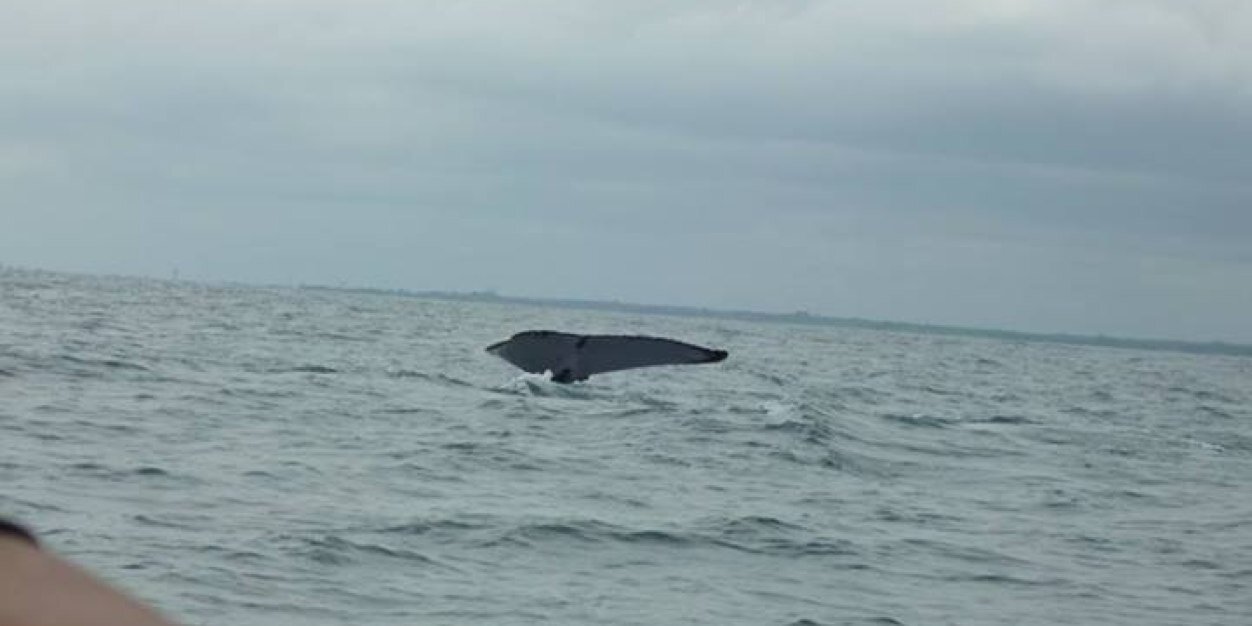 Fabian Andres Avila banner