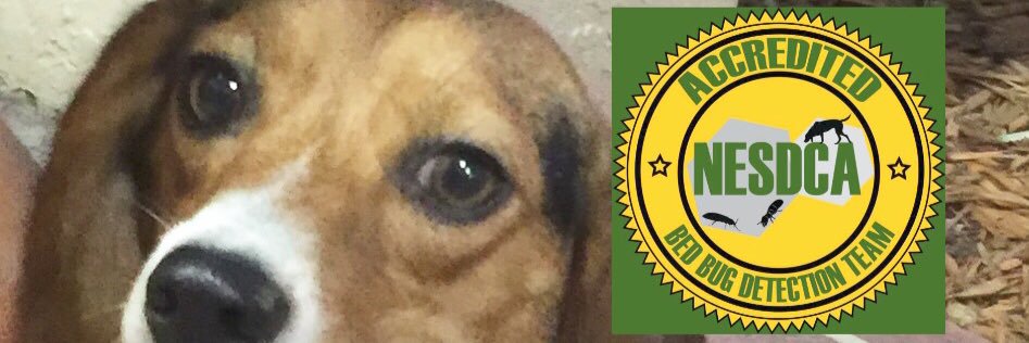 BedBugsDog's profile banner image