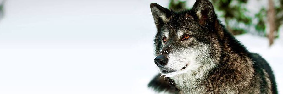 legionnairewolf's profile banner image
