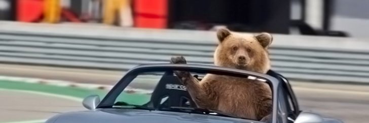 Auto_Bear's profile banner image