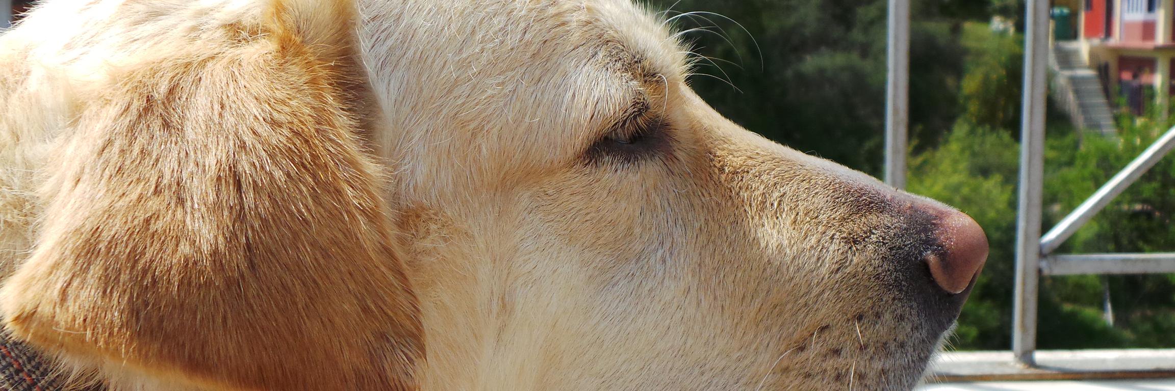 MrMessiWoof's profile banner image