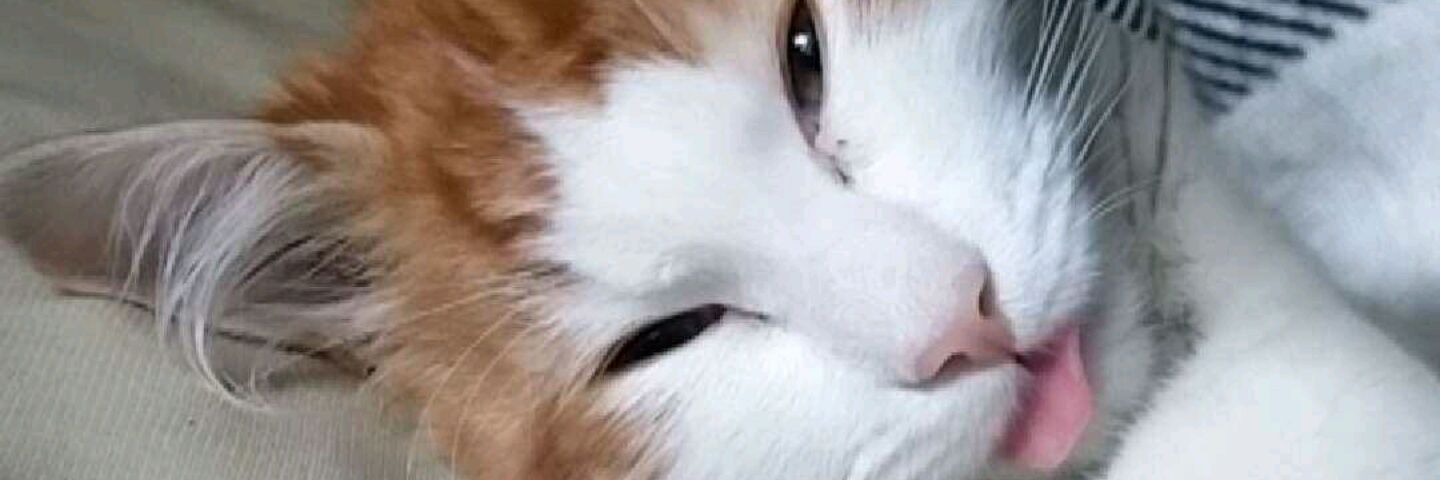Renate_Eilin's profile banner image