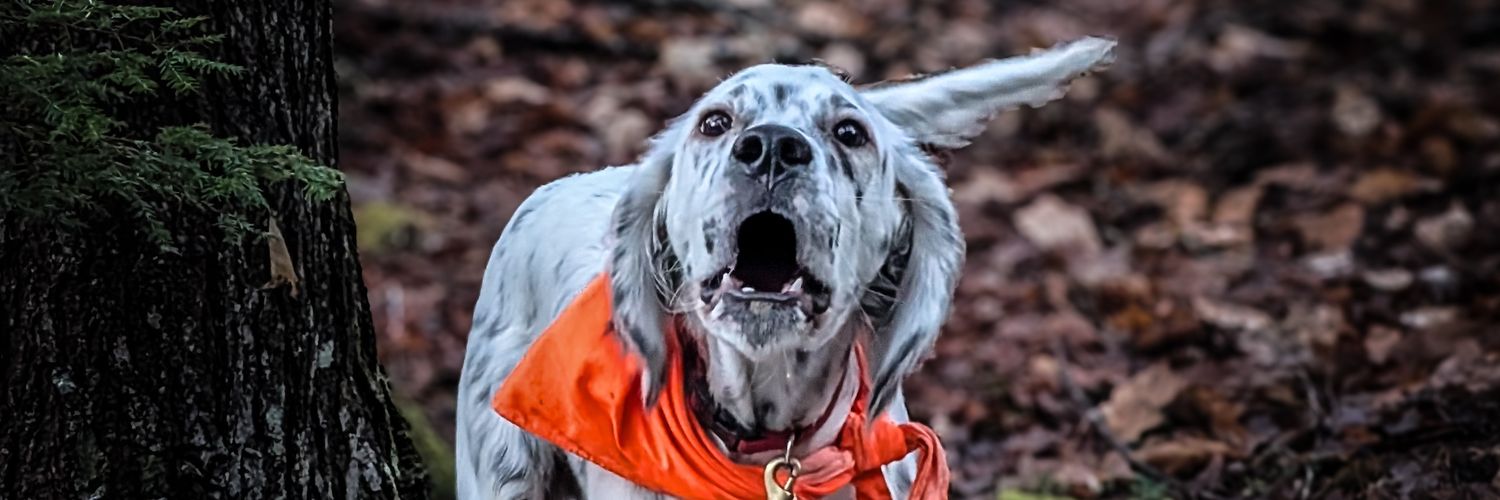 Evodom_Jake's profile banner image