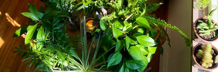 _plantmami's profile banner image