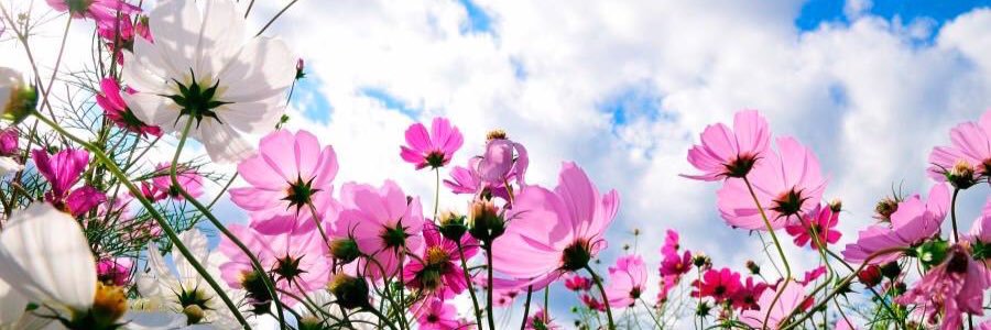 PauHoz's profile banner image