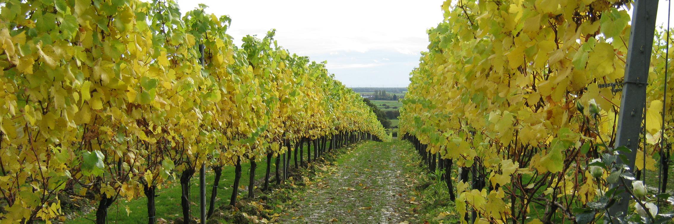 runningsomm67's profile banner image