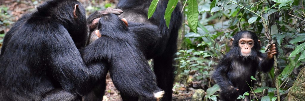 Kris Sabbi, PhD banner