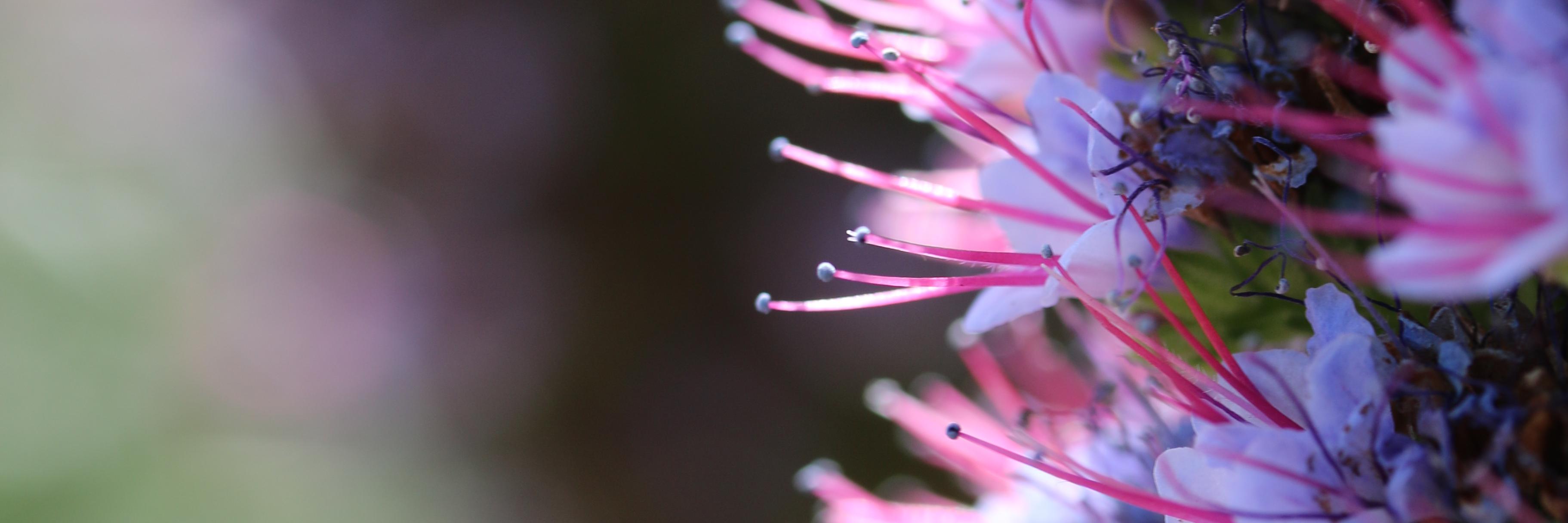MellyBright's profile banner image