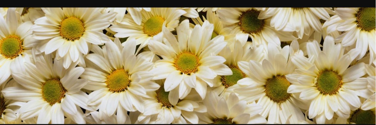 MsBeauTIFFull's profile banner image