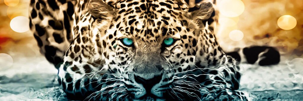 CentralFLJags's profile banner image