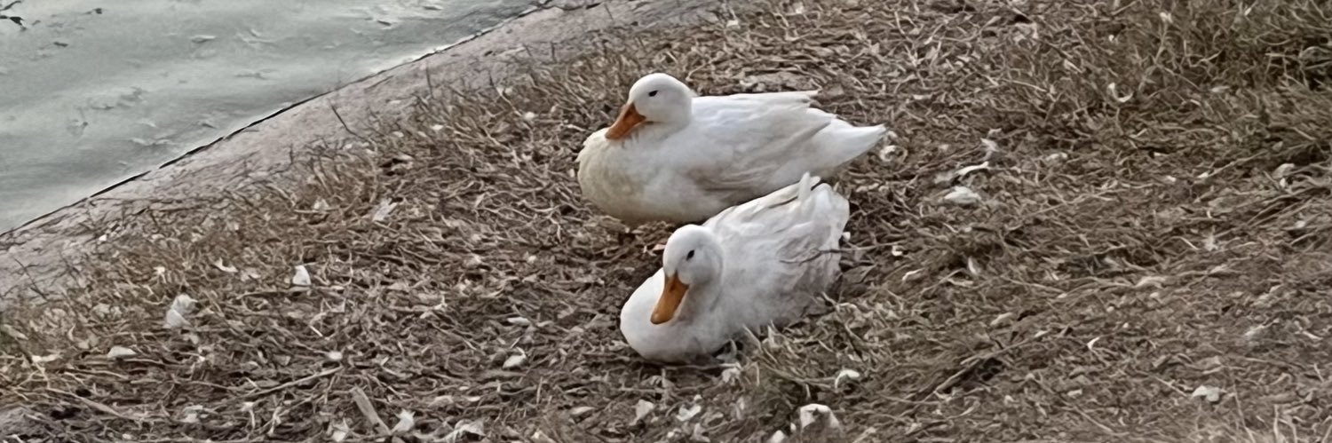 spamfromm0n's profile banner image