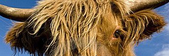 norcalcat1's profile banner image