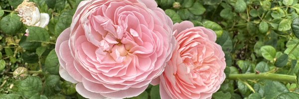 AliceNewton_ Profile Banner